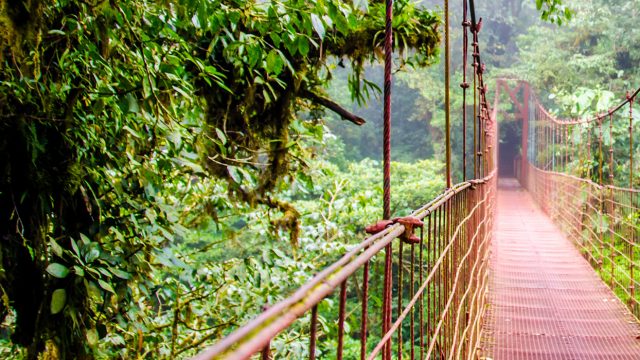Canopy walkway in Costa Rican forest, costa rica performance tours