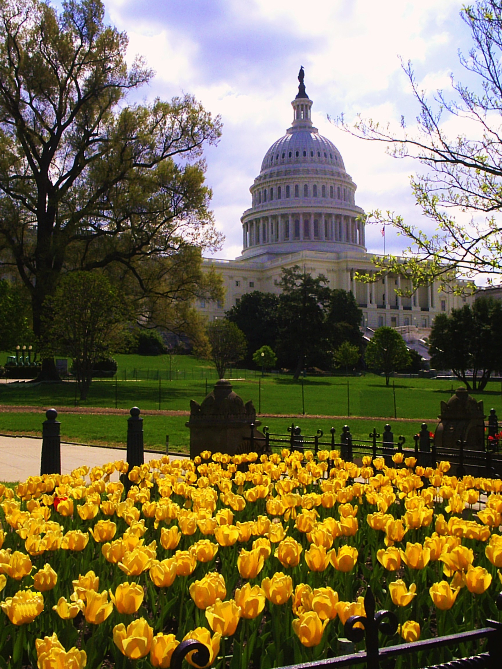 flowers in front of Capitol Hill in Washington DC
