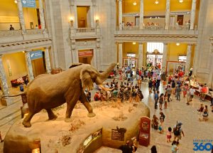 natural history museum in Washington DC