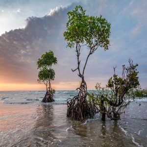 trees in water