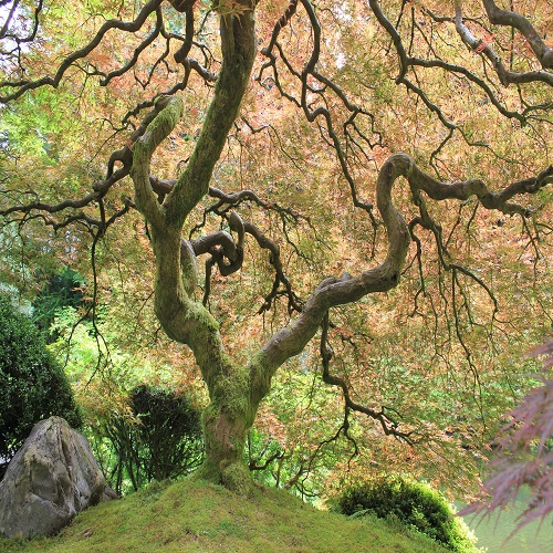 japanese tree garden