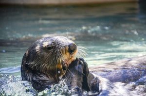 otter aquarium