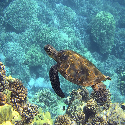 see the marine life on your Hawaii performance tour